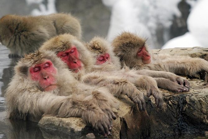2-Day Snow Monkey Tour: Nagano to Takayama via Matsumoto - Inclusions