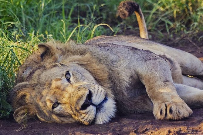 2 Days Akagera National Park Wildlife Safari - Itinerary Highlights