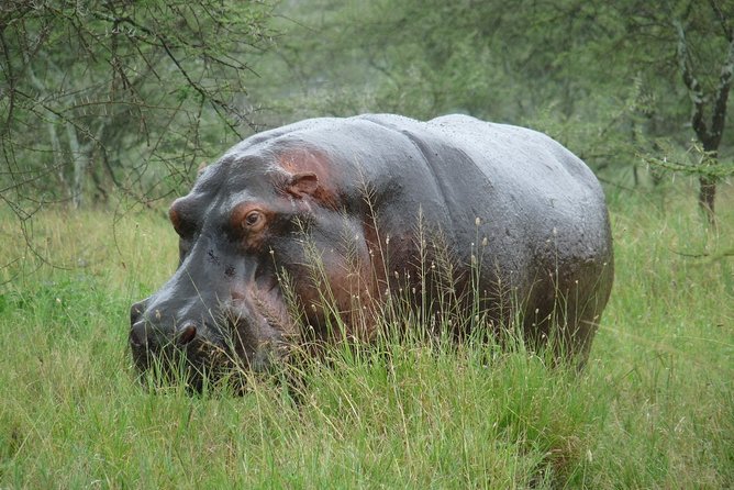 2 Days Lodge Safari. - Reviews and Ratings