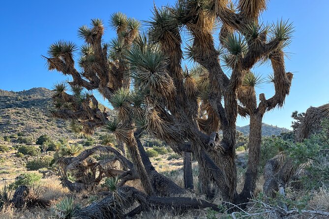 2-Days Private Tour to Joshua Tree National Park From Los Angeles - Inclusions