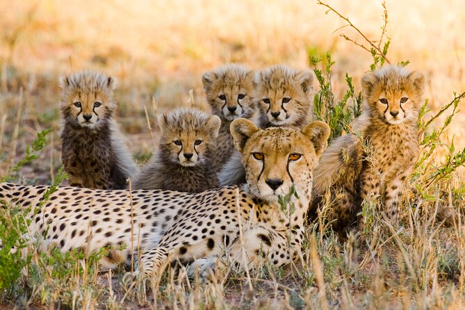 2-Days Safari Tour in Tarangire & Ngorongoro Crater - Tips for a Successful Safari