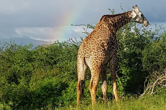 2 Days Tsavo East and Saltlick - Itinerary for 2 Days