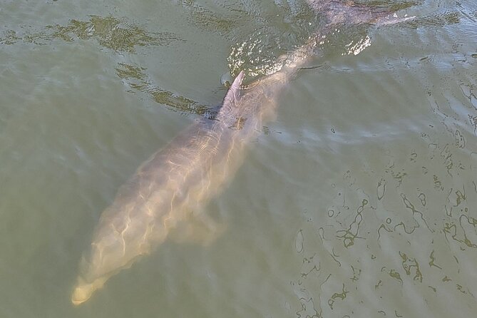 2 Hour Dolphin Sightseeing Tour in Melbourne Florida - Meeting Location and Accessibility