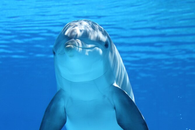 2-Hour Dolphin Sunset Tour From Giardini Naxos - Pricing and Booking