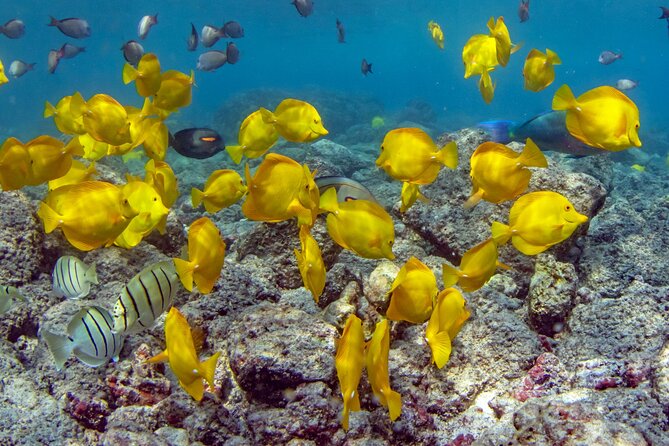 2-Hour Dolphin Watching and Double Reef With Snorkel in Hawaii - Location and Duration