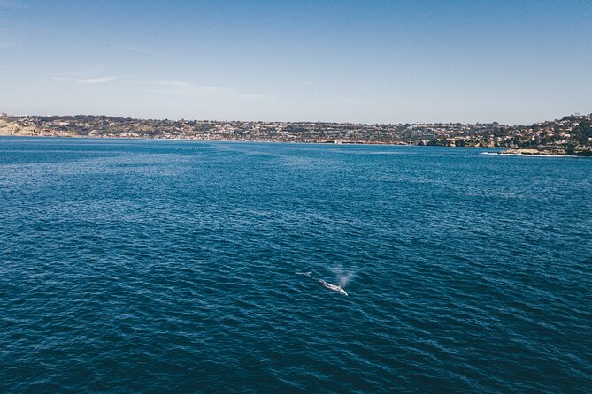 2 Hour Whale Watching Kayak Tour for Two - Experience Details