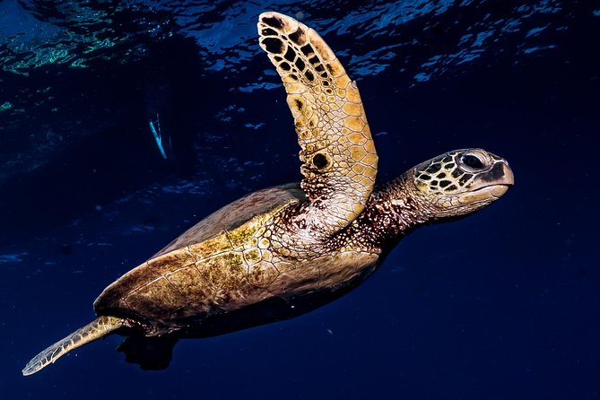 2-Tank Maui Turtle Scuba Dive or Snorkel Boat Tour - Exploring Turtle-Filled Waters