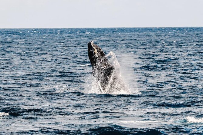 2Hour Whale Watching and Boat Cruise in Haleiwa Oahu Hawaii - Meeting and Pickup Details