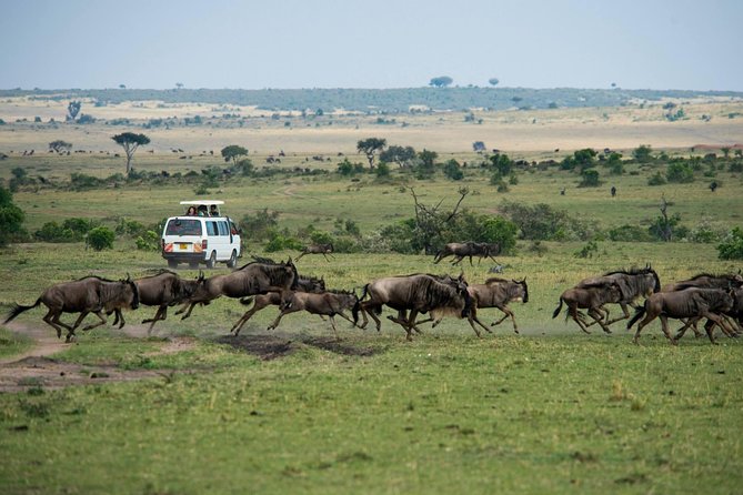 3-DAY Best Maasai Mara Safari (POPULAR) - Pickup Options
