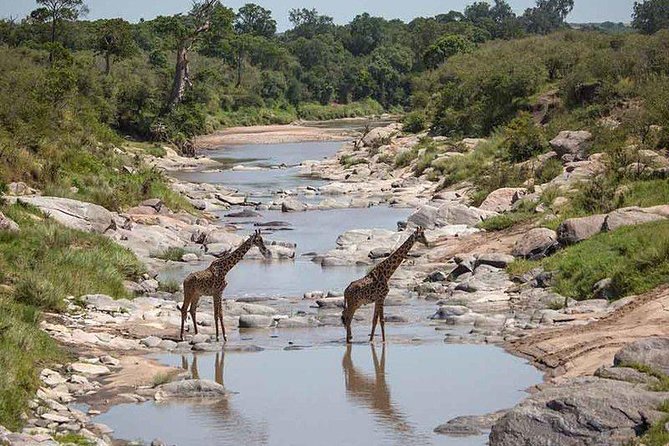 3-Day Masai Mara Private Safari at Sopa Lodge From Nairobi - Itinerary Highlights