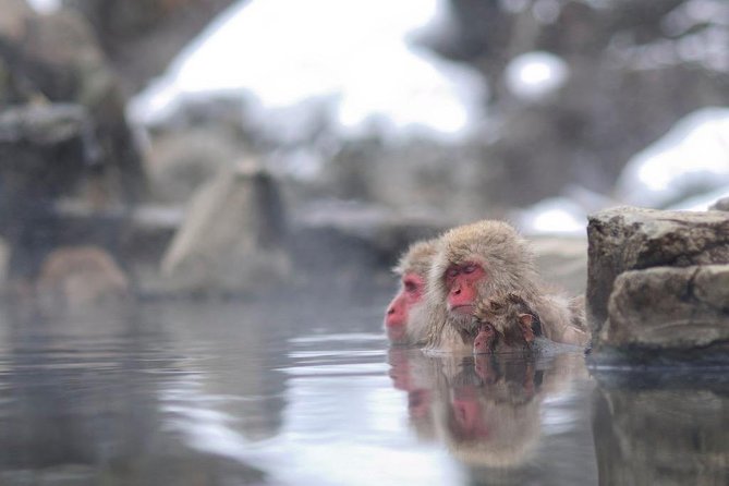 3-Day Private Tokyo and Nagano: Snow Monkeys, Tsukiji Market and Bullet Train - Health and Accessibility Information