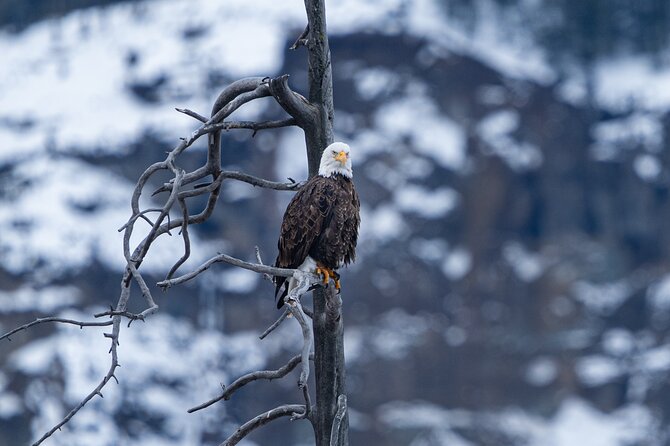 3 Day Wildlife Photography Tour in Yellowstone National Park - Highlights of Yellowstone National Park