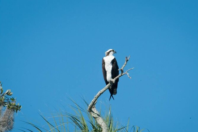 3 Hour Crystal River Wildlife Safari Boat Cruise - Tour Features and Amenities