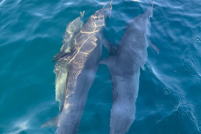 3-Hour Dolphin Watching Experience in Puerto Escondido - Meeting Point Details