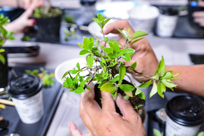 3Days-Bonsai & Sencha Tea Experience: Pastime of the Literati - Taking in the World of Sencha Tea