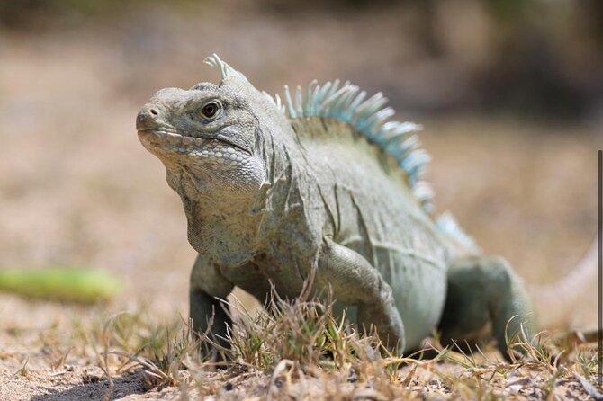 3HR Emerald Reef Snorkeling, Iguana Island and Shipwreck Tour - Inclusions and Exclusions