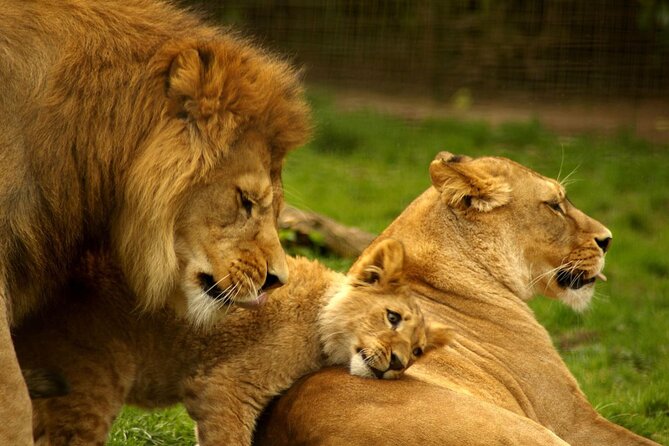 4 Day Addo Elephant National Park & Garden Route From Cape Town - Game Viewing Experience