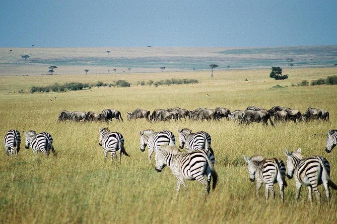 4 Days Group Joining Budget Safari To Masai Mara And Lake Nakuru National Park - Inclusions and Amenities