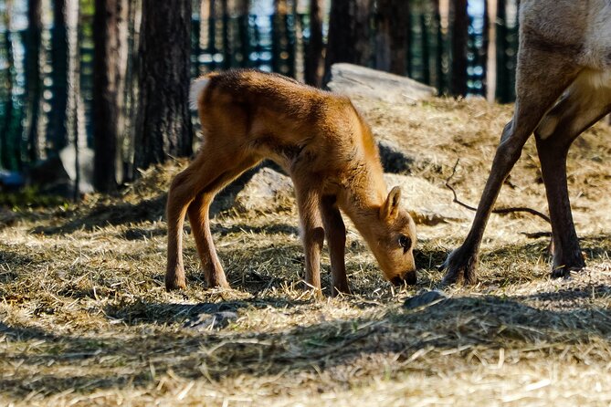 4-hour ATV, Huskies and Reindeer Farm Visit in Rovaniemi, Finland - Adventure Activities Offered