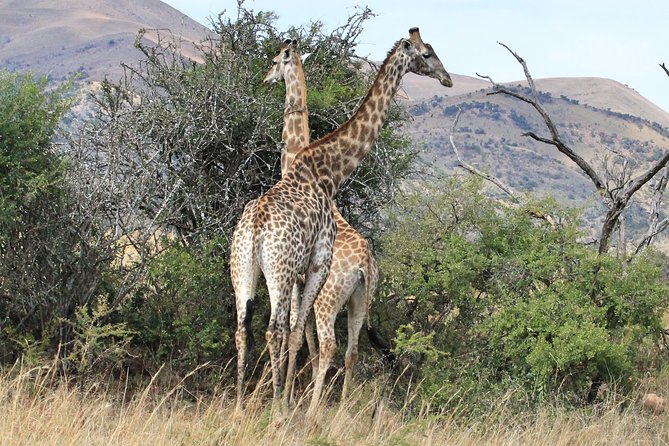 5 Day All Incl. Private Kruger Park Safari With Optional Panorama - Inclusions and Benefits