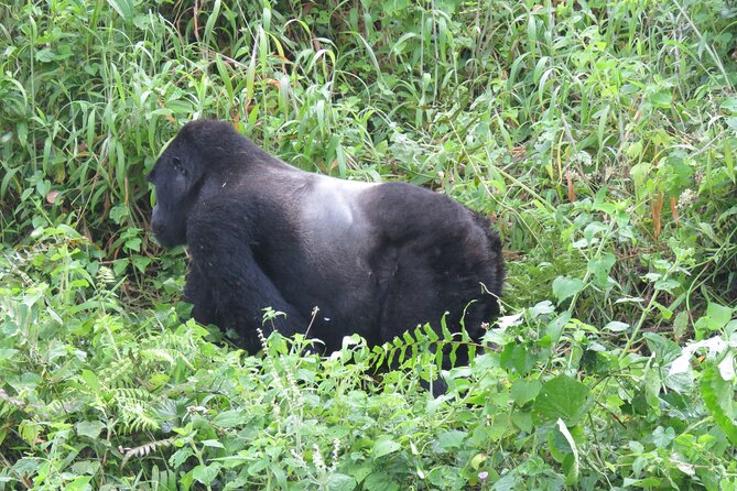 5-Day Bwindi Gorilla and Chimpanzee Trekking Safari in Uganda - Itinerary Overview
