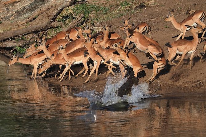 5 Day Wildlife Photographic Safari - Kruger National Park - B1 Photo Safaris - Accommodation Details