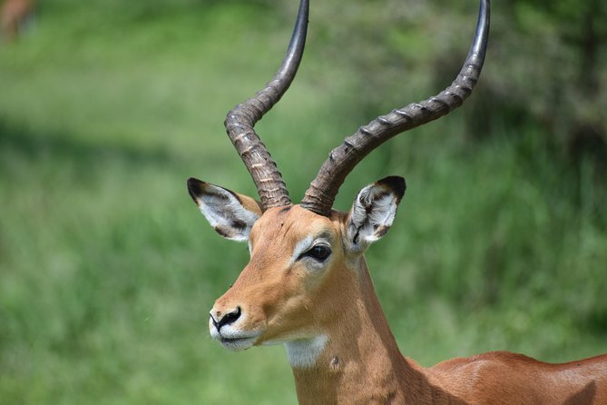 5 DAYS BUDGET SAFARI ( Tarangire, Ngorongoro Crater & Serengeti National Parks) - Itinerary Breakdown