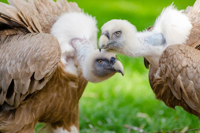 5-Days Discovering Birds of Portugal and Spain With Guide - Daily Itinerary