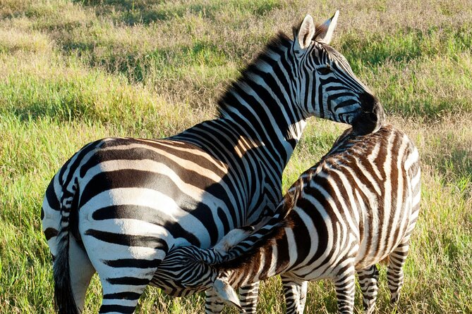 5-Days Tanzania Joining Group Safari : Best Price 2025/2026 - Inclusions and Amenities
