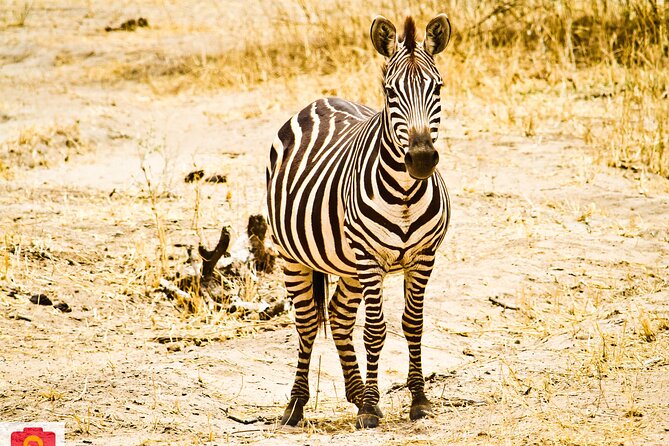 5 Days Tanzania Luxury Camping Safari - Itinerary Highlights