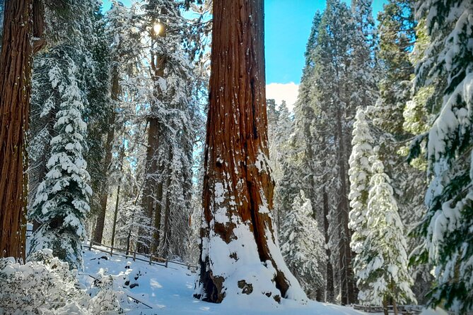 5 Star Rated Winter Private Tour in Sequoia - Transportation and Pickup