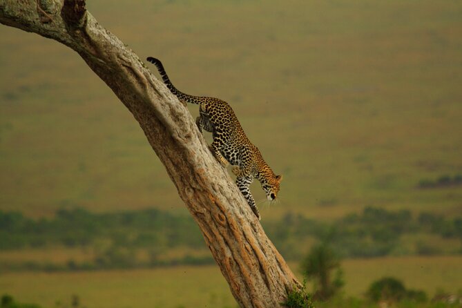 6-Day Kenya Highlights Tour With Pick up and Accommodation - Inclusions and Amenities