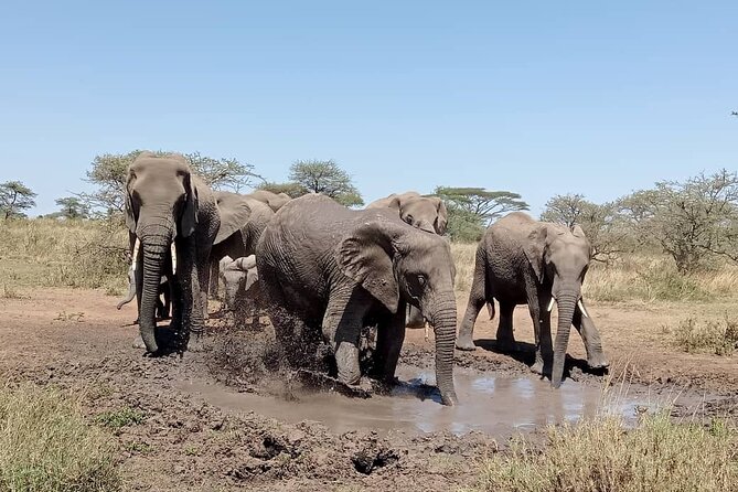 6 -Day Tarangire, Manyara, Serengeti & Ngorongoro - Itinerary Overview
