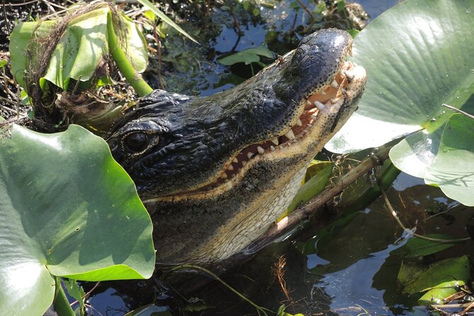 60 Minute Small Group Semi Private Everglades River Of Grass Airboat Charter - Everglades Experience