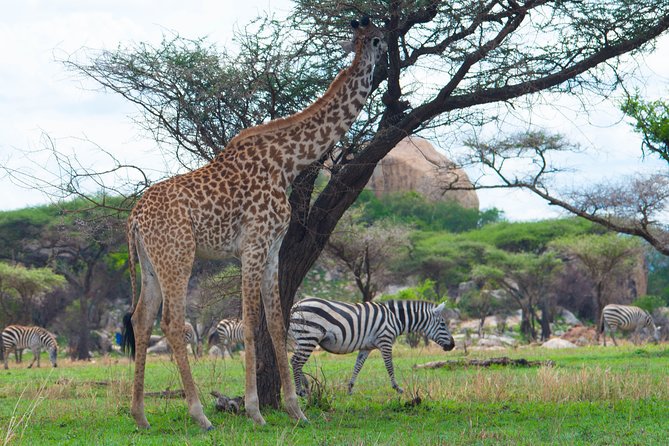 7 Days Lodge Safari. - Destinations Included