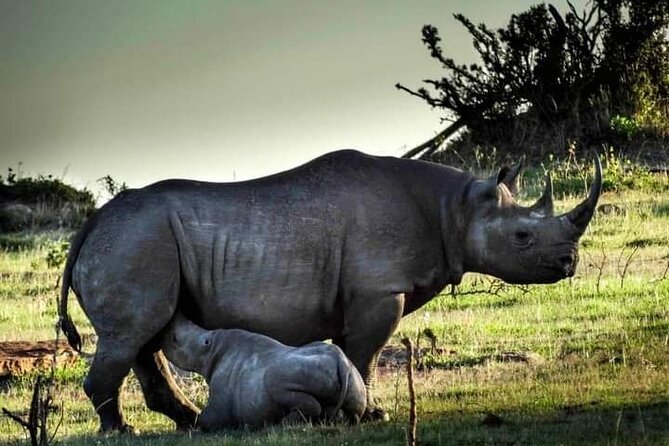 7 Days Tour Northern Tanzania Safari: - Pricing and Inclusions