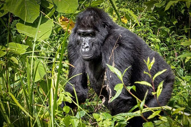 9-Day Private Uganda Wildlife Safari - Itinerary Highlights
