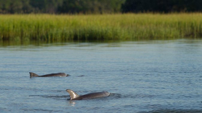90-Minute Dolphin and Nature Tour of Hilton Head - Tour Details and Logistics