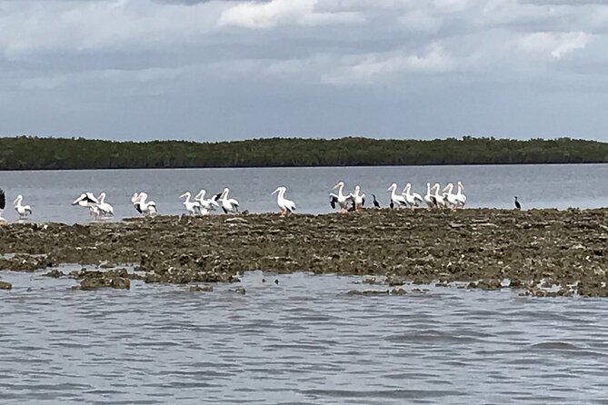 90-Minute Guided Eco Airboat Tour in Homosassa - Wildlife Sightings and Experience
