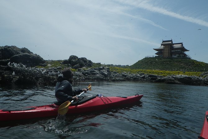 A Sea Kayak Tour of Kabushima Island, the Home of 30,000 Black-Tailed Gulls - Encountering the Black-Tailed Gull Colony