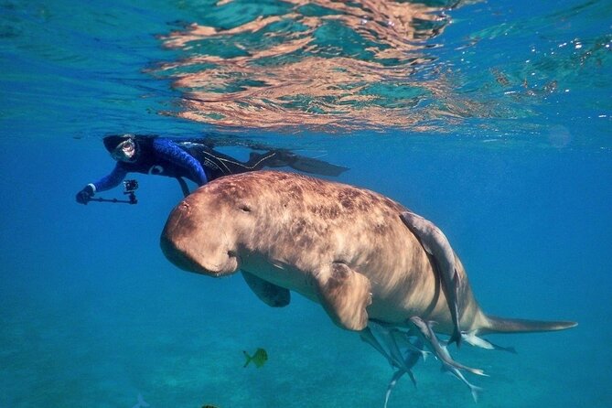Abu Dabbab National Park Over Day Snorkel With Turtles-Marsa Alam - Snorkeling Experience Details