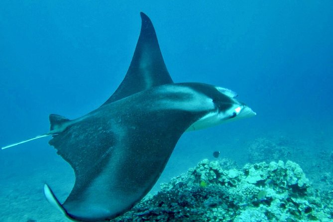Afternoon West Maui Snorkel From Ka'Anapali Beach - Inclusions and Amenities