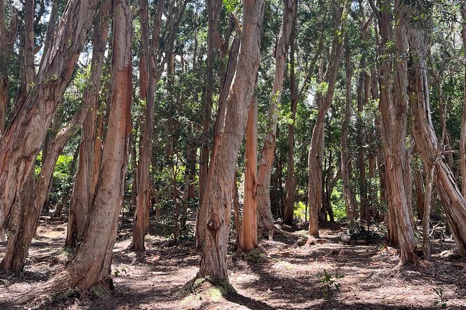 Aiea Loop Trail Hiking Review - Accessibility and Participation