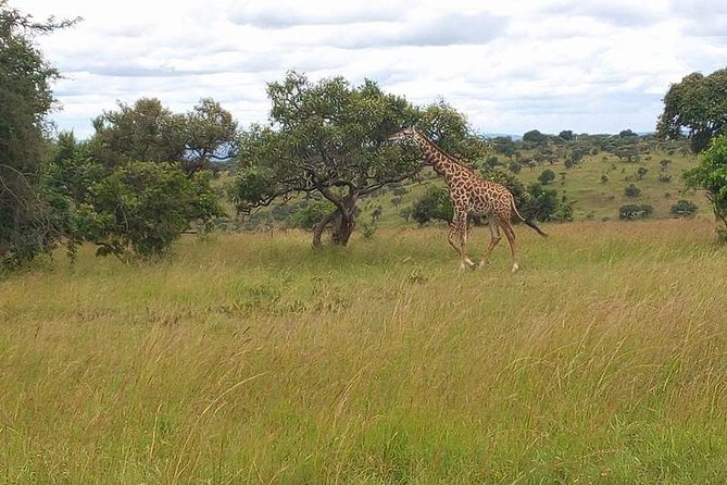 Akagera National Park Day Trip - Meeting and Pickup Details
