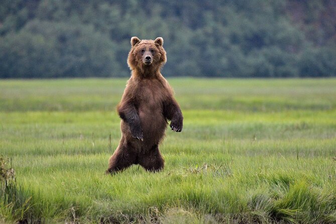 Alaska Bear Viewing Adventure From Seward - Tour Inclusions
