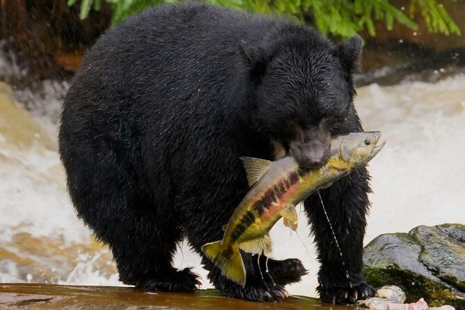 Alaska Wildlife Safari and Sightseeing Tour Review - Inclusions and Amenities