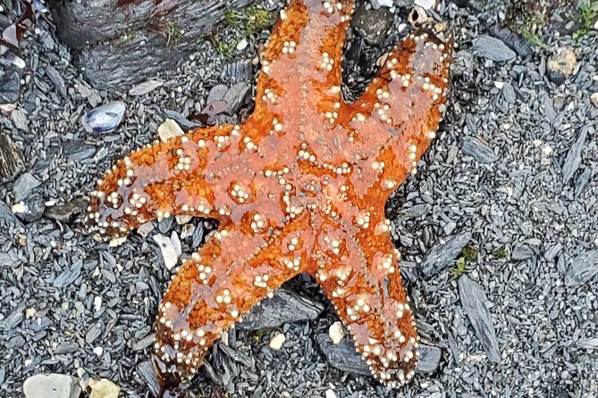 Alaska Wildlife Waterfall Tours - Tour Highlights and Inclusions