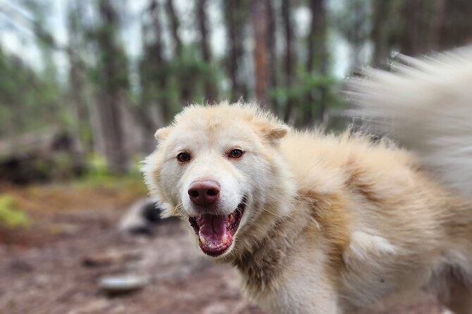 Alaskan Sled Dog Excursion in Fairbanks - Unveiling the Art of Dog Sledding