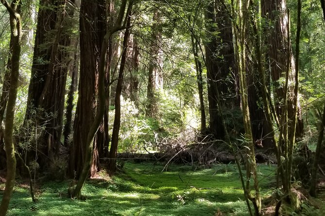 Alcatraz With Muir Woods and Sausalito Tour Review - Meeting and Pickup Details