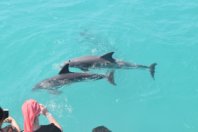 All-Inclusive Sandbar Safari With Dolphin Playground Encounter - Culinary Offerings on the Tour